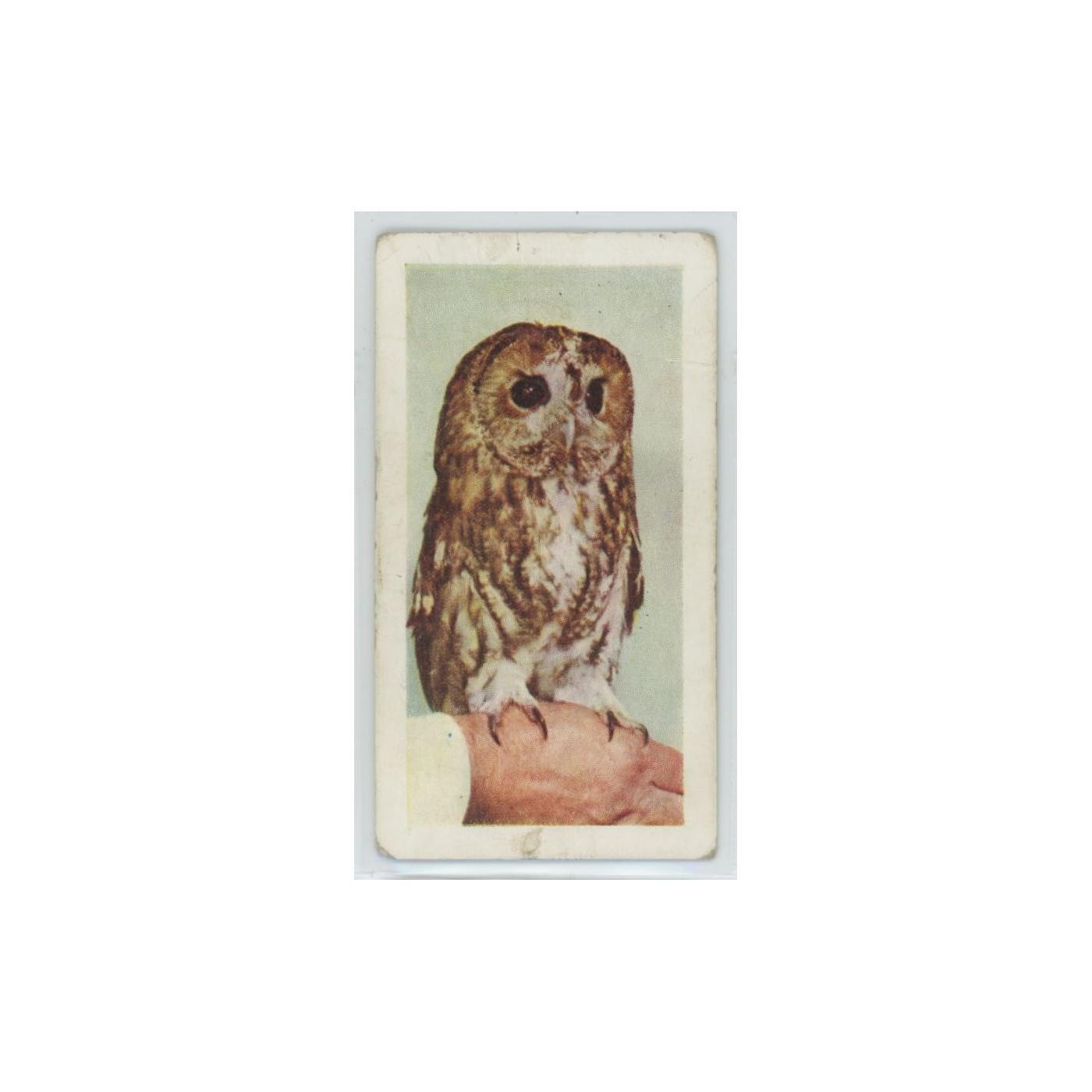 1960 Horniman’s Tea Pets Tawny Owl #25