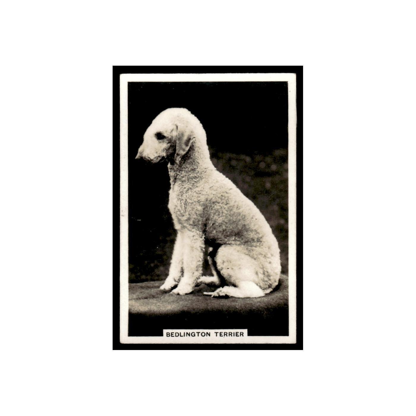 Bedlington Terrier 1939 Senior Service Dogs #20 Tobacco Card VG
